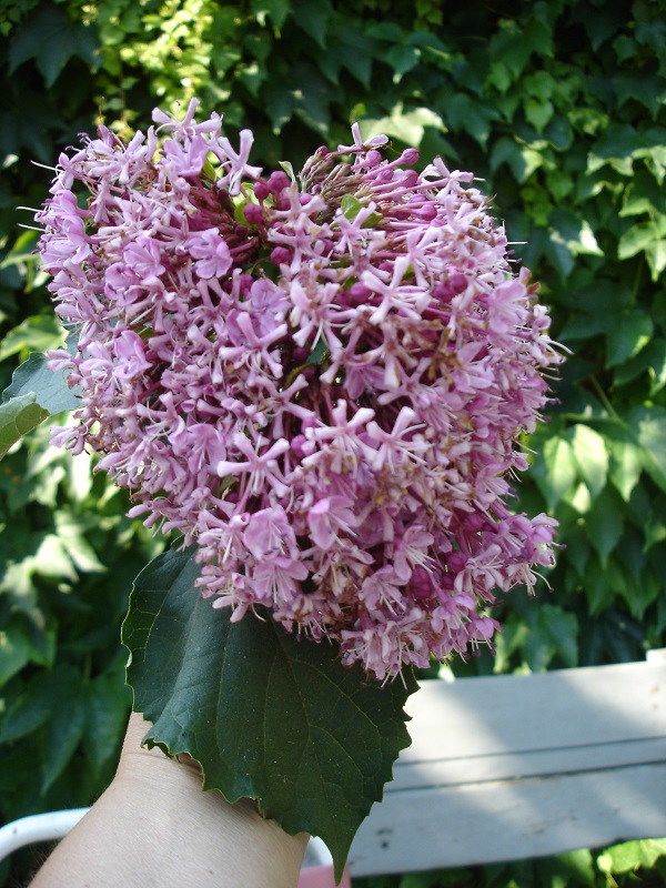 Clerodendrum bungei / Clerodendro di Bunge